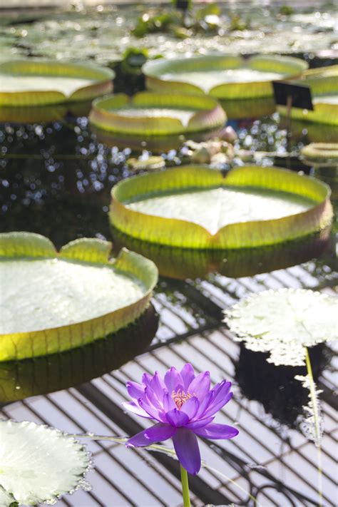 These flowers are said to have bloomed at christ's nativity, according to a german legend. Photographed By Me : Water lily pond | Water lily pond ...
