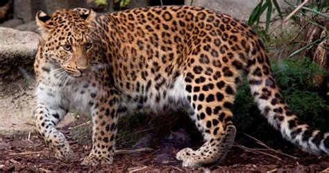Amur Leopard Panthera Pardus Orientalis Is A Very Rare Subspecies