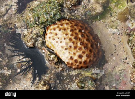 Soft Coral Sea Urchin Left Alcyoniidae Echinidae Stock Photo Alamy