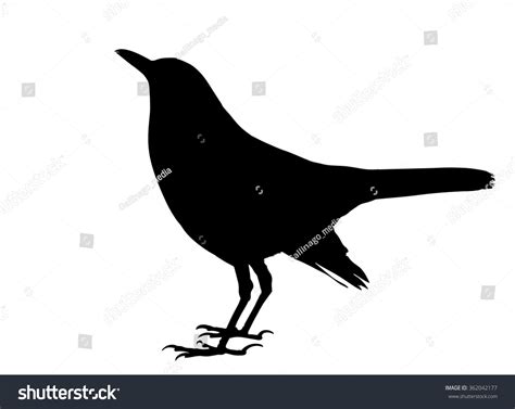 Vector Silhouette Of The Common Blackbird Standing 362042177