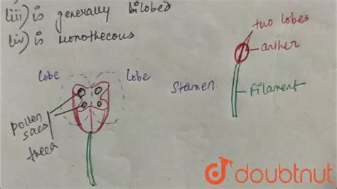 In A Typical Angiosperm Anther Class 11 Sexual Reproduction In