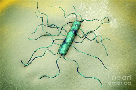 Listeria Monocytogenes Bacterium Photograph By Kateryna Konscience
