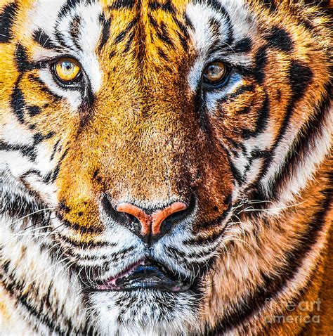 Bengal Tiger Portrait Photograph By Aleksandar Mijatovic Fine Art America