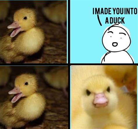 Duck Meme Duck