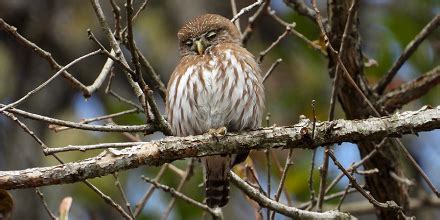 Cuarenta Y Tres Especies Observadas En Birdwatching Del Arboretum El