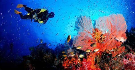 Scuba Diving In New Zealand With Photos 11 Updated 2023 Best Spots