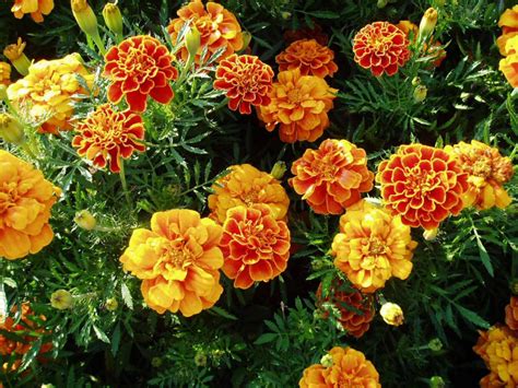 Orange and yellow flowers pictures. Top Orange Annual Flowers for Your Garden | HGTV