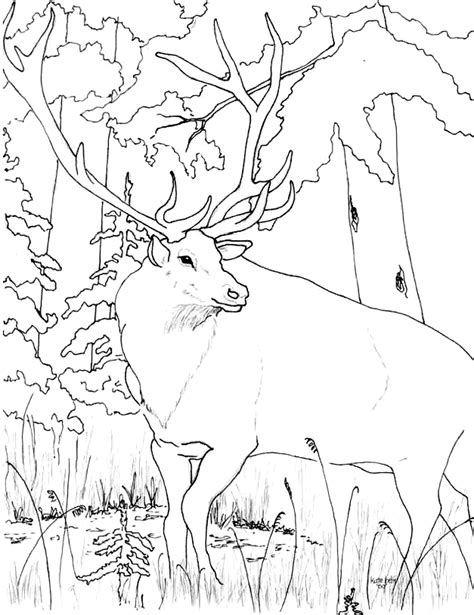 Incredible emejing mountain landscape coloring pages gallery. Rocky Mountain Elk Coloring Page - Coloring Home
