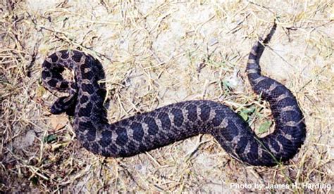 Dnr Offers Tips On Michigan Snake Safety The Manchester Mirror