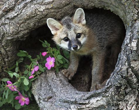 Gray Fox Kit Photograph By Art Cole Pixels