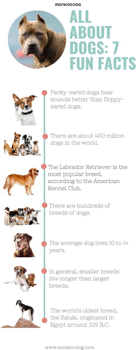 All About Dogs 7 Fun Facts Dog Facts Fun Facts About Dogs Famous Dogs