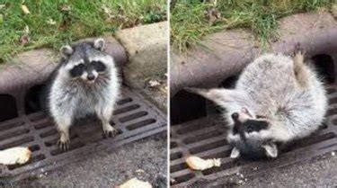 Chubby Raccoons Who Ate All The Foods Cuteness