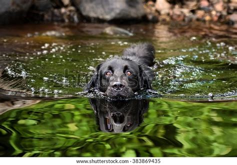 Black Newfoundland Golden Retriever Mixedbreed Dog Stock Photo Edit