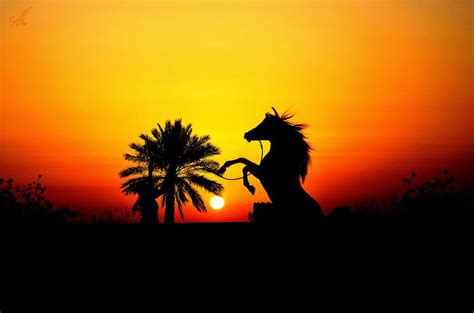 Arabian Rsie Sun Set Horses Sunset Arabians