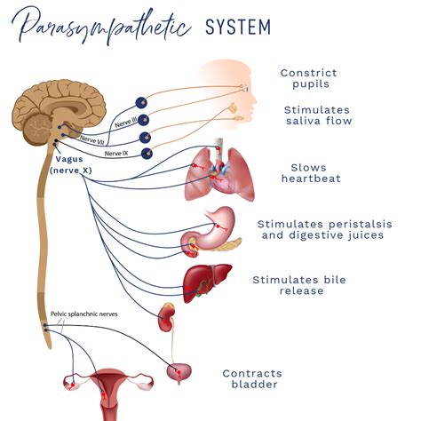 10 Ways To Stimulate Your Vagus Nerve Nourishing Therapies