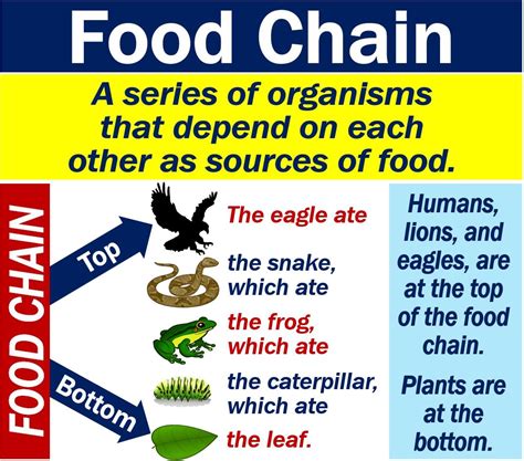 What Is The Food Chain Definition And Examples Market Business News