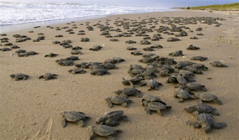 Tortugas En Peligro De Extinci N Invaden Las Playas Del Pac Fico De