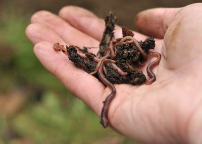 Worm castings (that is, worm poo) enhance the soil quality with an enormous amount of nutrients. Worm Castings Fertilizer How to Use | Organic Vermicompost ...