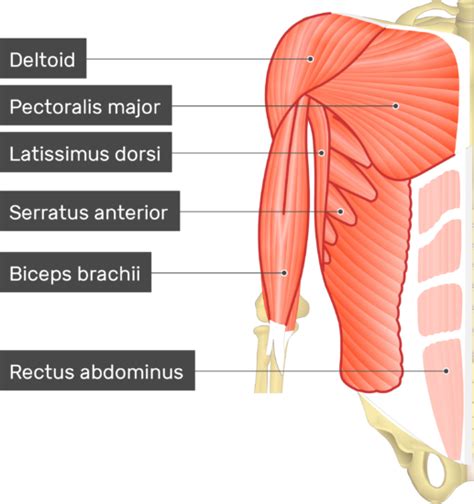 Pectoralis Minor And Pectoralis Major Muscle Study By Vrogue Co