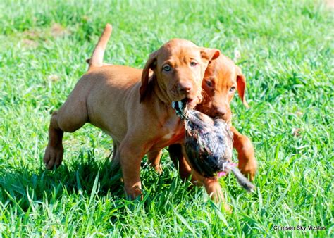 Of course, once you let the person in, your vizsla is liable to greet them with a wagging tail and two paws to the stomach. Vizsla Field Training | Crimson Sky Vizslas