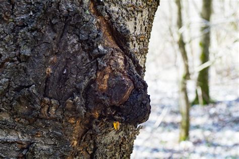 Chaga? - Pilzbestimmung u. Bestimmungshilfe - Pilzforum.eu