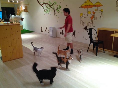 Relax, hangout, make new friends. Purradise Cat Cafe Kuala Lumpur - TTDI