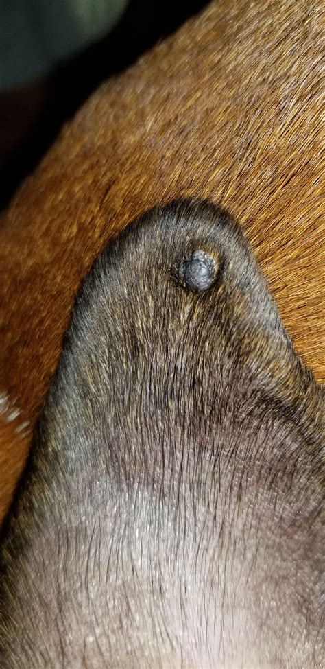 My Dog Has What Looks Like A Wart Inside The Ear Flap He Is Not