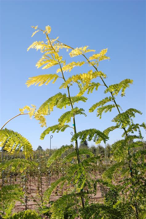Sunburst Honeylocust Tree Profile By Kuenzi Turf And Nursery