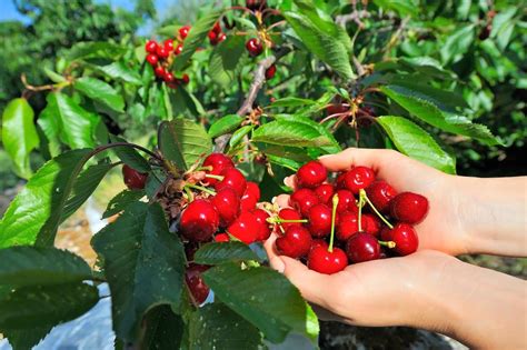 11 Best Cherry Picking Ny Offers This Summer
