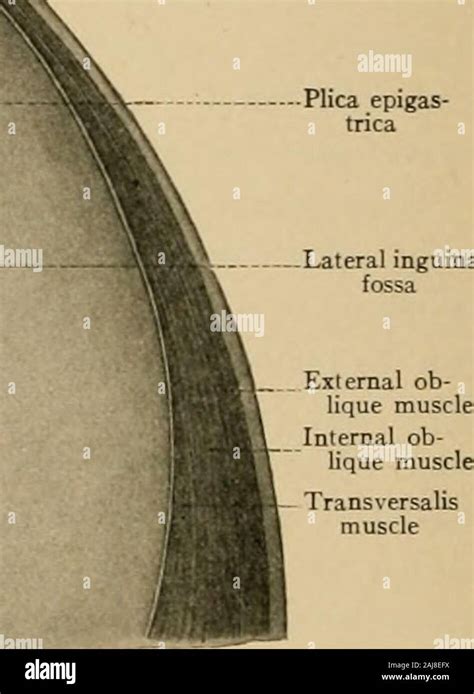 Atlas And Text Book Of Topographic And Applied Anatomy Middle