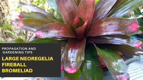 Bromeliads Large Neoregelia Fireball Bromeliads Propagation And