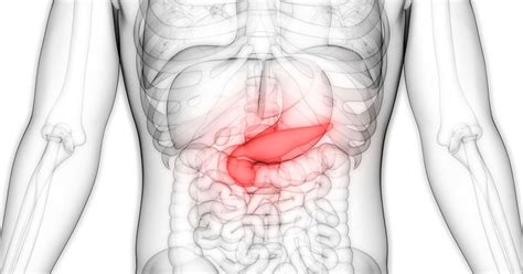 Cary Gastroenterology Associates What Does The Pancreas Do