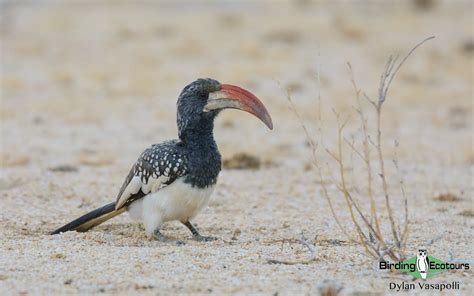 Namibia Birding And Wildlife Tours Flickr