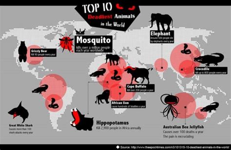 Top 10 Deadliest Animals In The World Daily Infographic