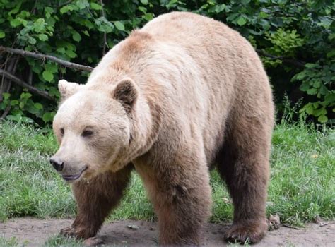 The Brasov Bear Sanctuary Heartbreaking World Travel