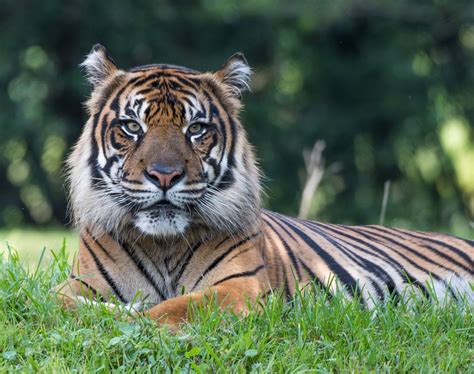 Endangered Sumatran Tiger Smithsonian Photo Contest Smithsonian