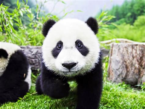 Admirável Biologia A Luta Pelo Panda Gigante