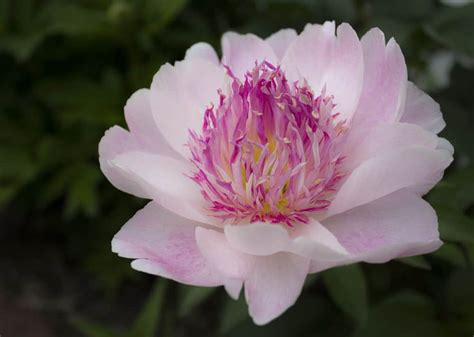 Each color brings a certain characteristic and this flower is found most often in white, yellow, orange, purple and pink color. 31 Types of Peonies (All Colors, Bloom Types and Varieties)