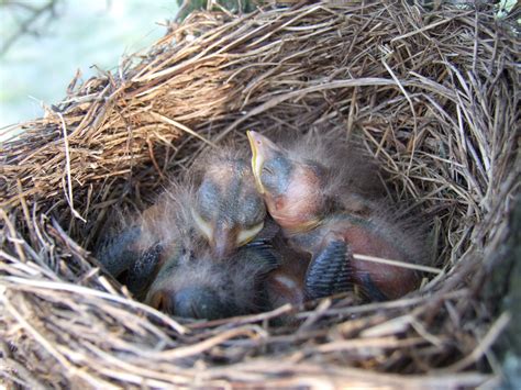 Free Images Branch Wildlife Fauna Bird Nest Vertebrate Bluebird