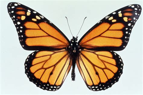 Monarch Butterfly Archives Extension Entomology