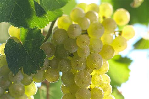 Riesling Grape Varietal Definition And Description White Wine