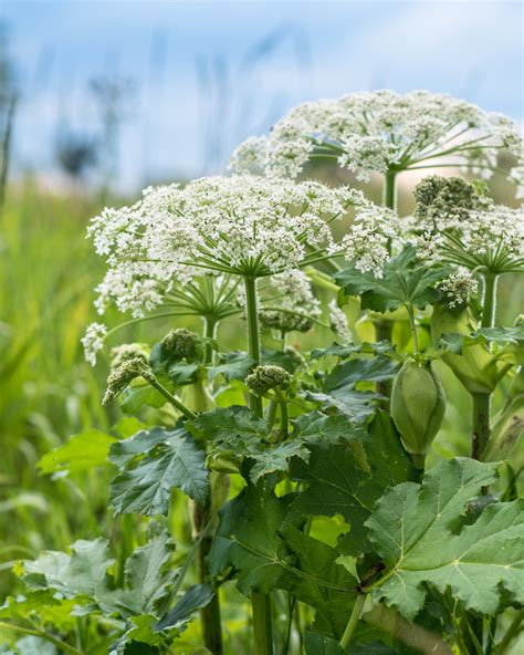 Giant Hogweed Why You Should Steer Clear Of This Harmful Plant
