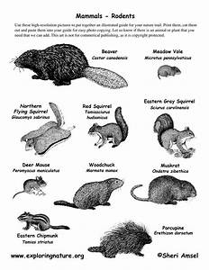 Mammals Rodents