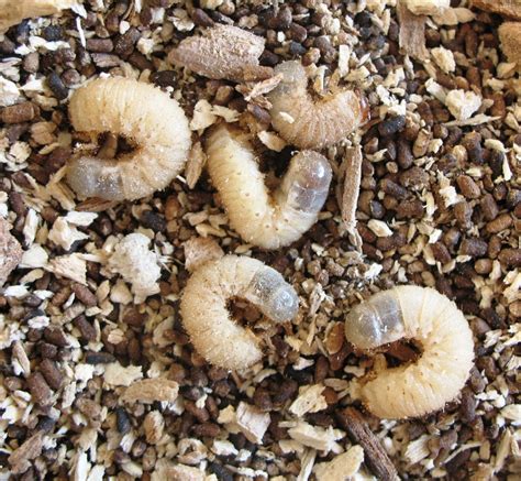Noble Chafer Beetle Larvae Peoples Trust For Endangered Species