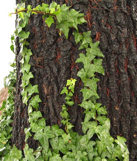 Vine On A Tree Free Photo Download Freeimages