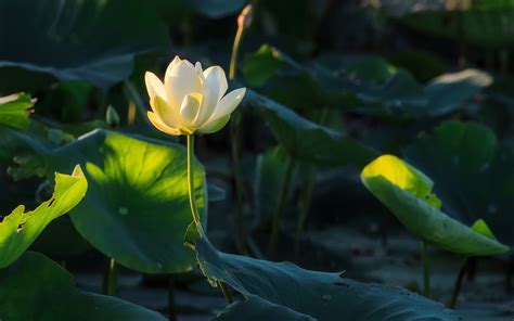 White Lotus Flower Photography Nature Flowers Plants Hd Wallpaper