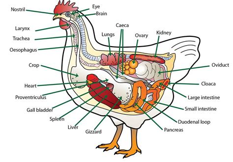 Female human anatomy vector diagram. Anatomy | Animal & Food Sciences
