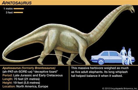 Apatosaurus Size Length And Facts Britannica