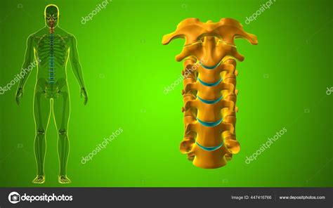 Columna Vertebral Esqueleto Humano Vértebras Cervicales Anatomía