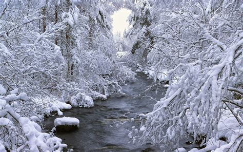 Stream Trees Forest Snow Winter Hd Wallpaper Nature And Landscape